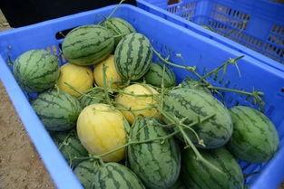 吃瓜在线今日吃瓜,揭秘娱乐圈最新热点事件